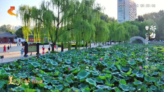 美丽河北慢直播丨达活泉水润芙蕖色，荷香醉流年 邢台 清晨 2026/08/10#这么近，那么美，周末到河北