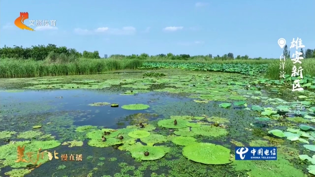 美丽河北慢直播丨一淀烟波阔，碧水芦洲鸟乘风 雄安新区 正午 2026/08/12#这么近，那么美，周末到河北