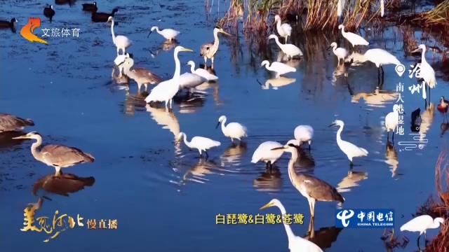 美丽河北见证官宋文峰作品欣赏丨奔赴南大港湿地，观萌鸟逐浪，赏生态画卷