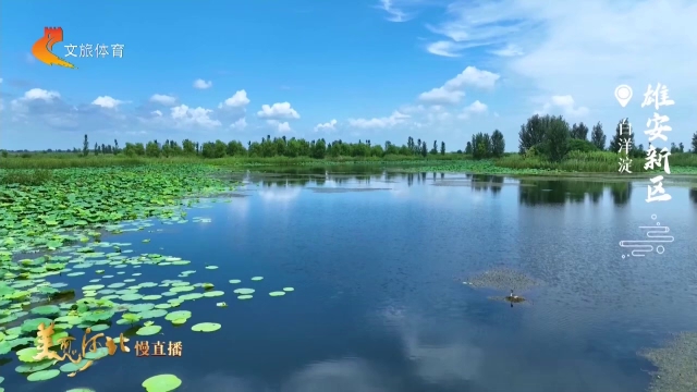 美丽河北慢直播•秘境精灵丨华北明珠碧水阔，飞羽翩跹入画来 清晨 2026/08/19#这么近，那么美，周末到河北