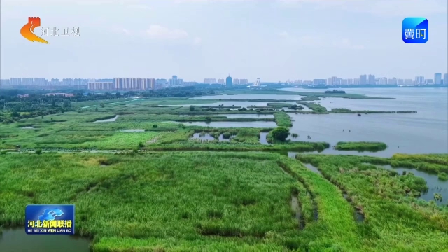 “世界上最小的鸭子”棉凫首次现身衡水湖