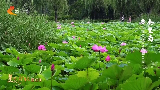 美丽河北见证官吴长新作品欣赏丨莲花湖公园荷香漫古城~