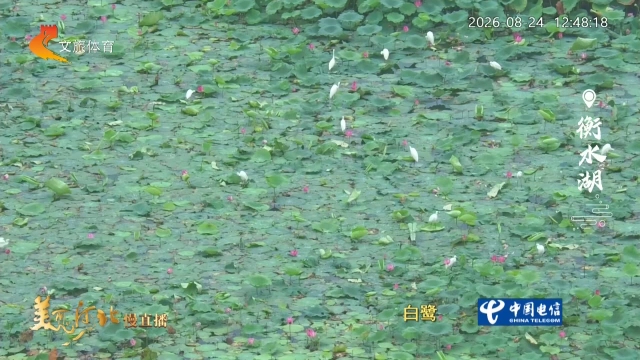 美丽河北慢直播丨衡水湖万顷碧波浮云影，众鸟翩飞水天间 正午 2026/08/24#这么近，那么美，周末到河北