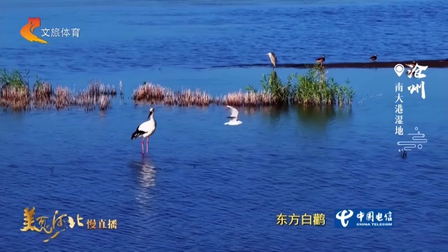 美丽河北见证官宋文峰作品欣赏丨南大港湿地碧荷连绵，珍鸟翩翩！