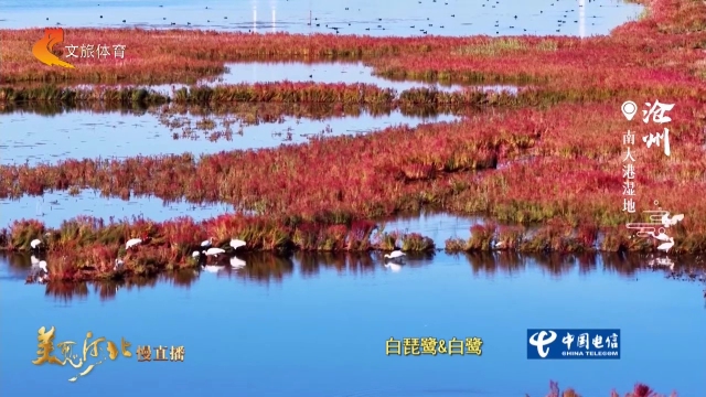 美丽河北见证官宋文峰作品欣赏丨南大港湿地红蓬漫野鸟翩飞~