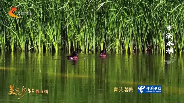 美丽河北见证官李明作品欣赏丨衡水湖苇丛邂逅“鸟中国宝”青头潜鸭！