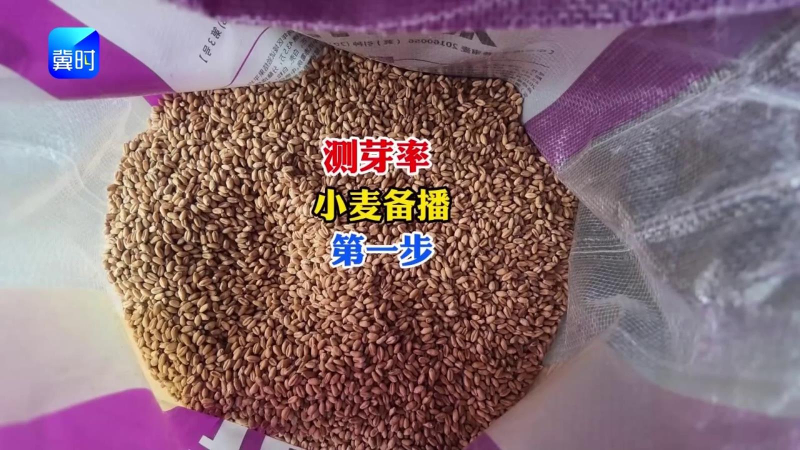 【专家在线】小麦备播第一步，测芽率！芽率高低定播量，下种心里才有底