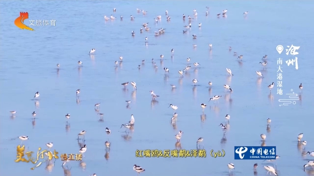 美丽河北见证官宋文峰作品欣赏丨南大港湿地群鹬寻鲜！