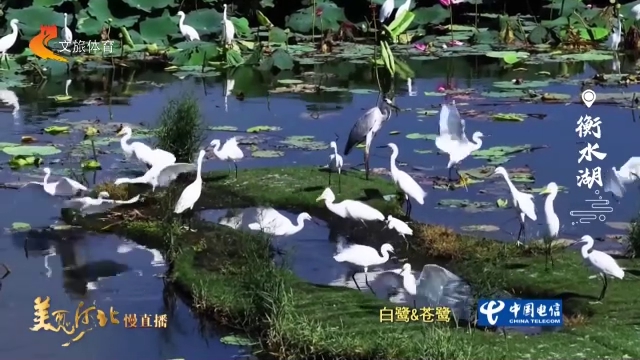 美丽河北见证官郭宪芳作品欣赏丨衡水湖鹭鸟翩跹起舞~