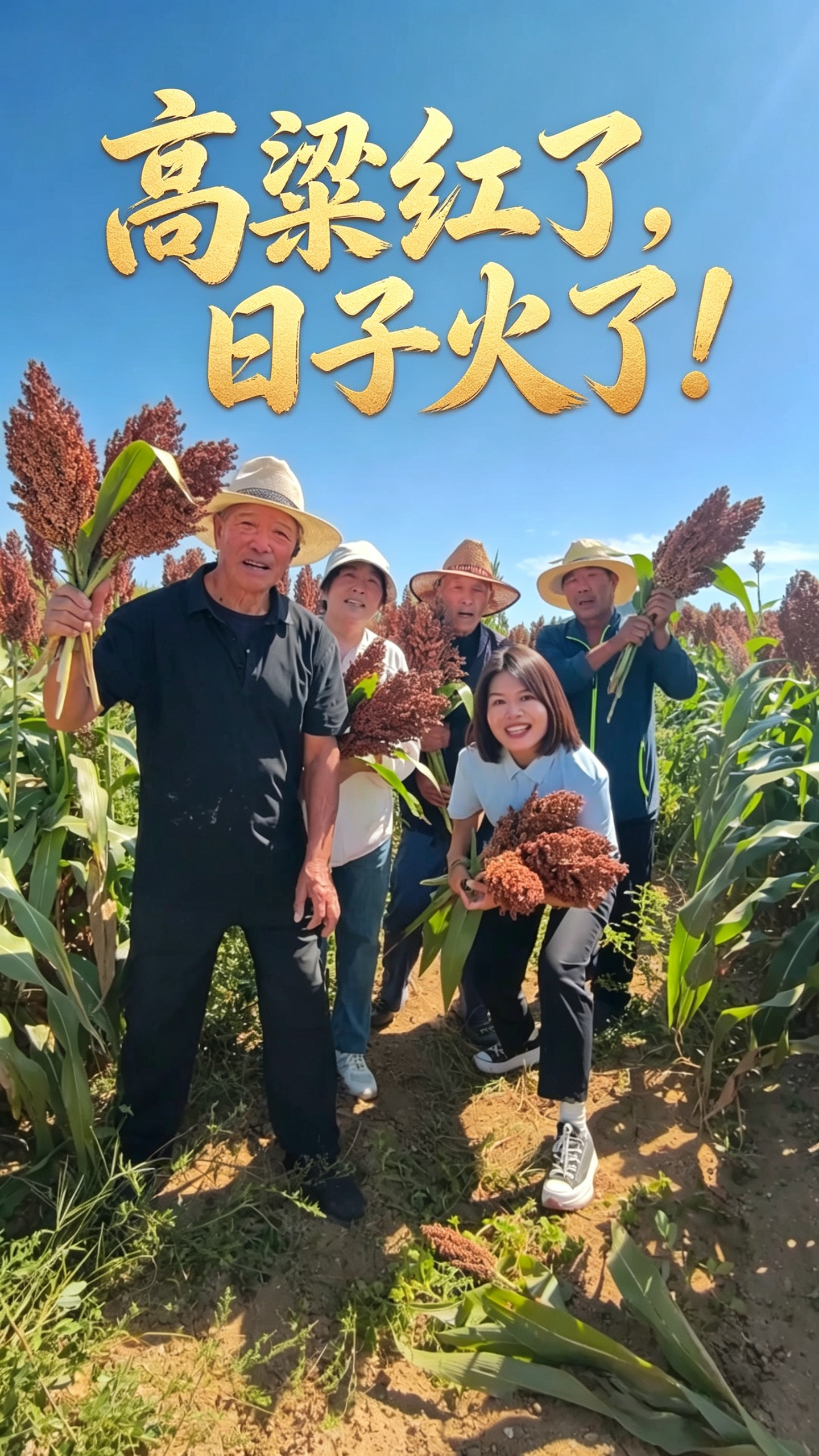 高粱红了，日子火了！曲阳郎家庄“冀酿2号”酿出好光景 #丰收节