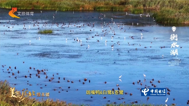 美丽河北慢直播丨秋至衡水湖，赴一场与候鸟的秋日之约吧！衡水 清晨 2026/09/13