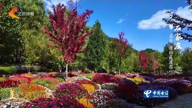 美丽河北慢直播丨一谷溪水，满山花海~漫山花溪谷，秋天来刚刚好 石家庄 正午 2026/09/22