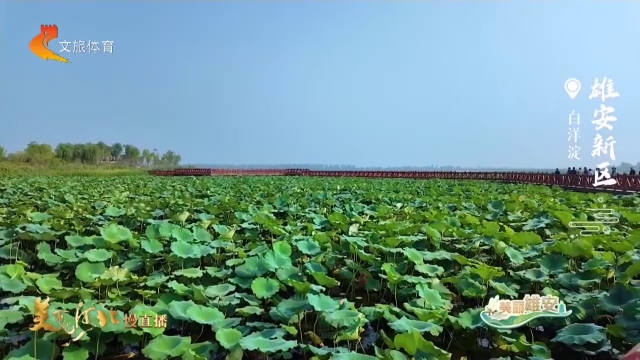 美丽河北慢直播•美丽雄安丨白洋淀秋风拂莲叶，碧波绕长堤！清晨 2026/09/28