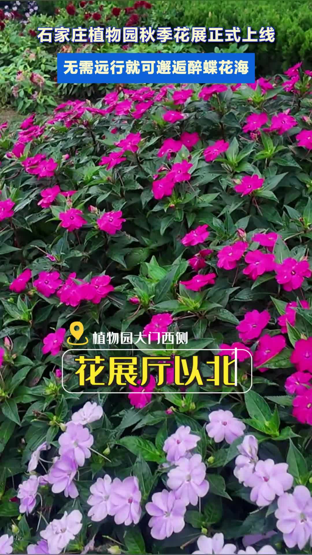 #媒体原创 【石家庄市植物园 2026 秋季花展正式启幕】本次花展打造户外花海，以醉蝶花、菊花为主；室内墙景 盆栽 花展厅 盆景馆同步展出园艺佳作 多点联动，诚邀市民游客游园打卡，共赏秋日盛景。#原创采访#植物园#假期游玩