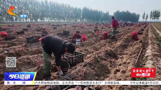 曲阳沙薯丰收季：沙地生金 “薯千岁”香飘全国
