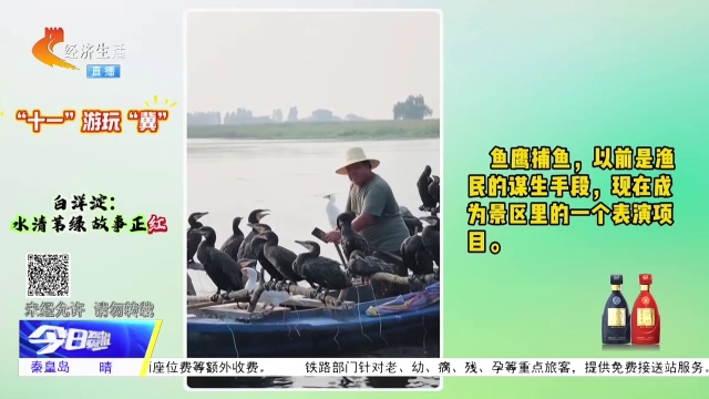 “十一”游玩“冀”丨白洋淀：水清苇绿 故事正红