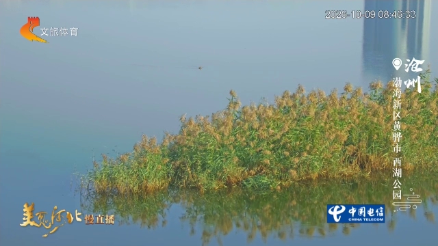 美丽河北慢直播丨西湖公园秋水澹澹，苇荡漾清波 清晨 2026/10/09