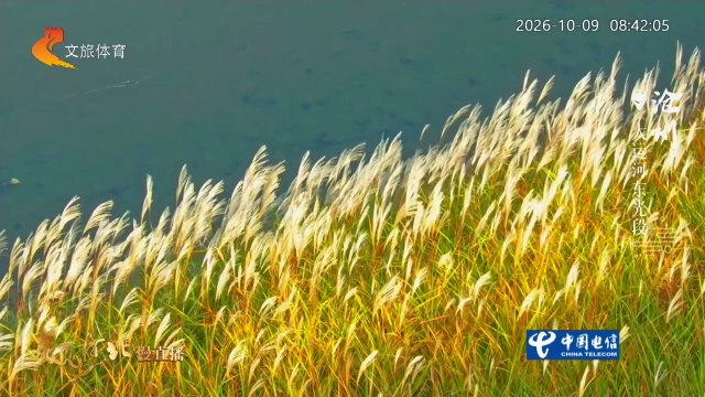 美丽河北慢直播丨秋风轻轻苇翩翩，运河脉脉水悠悠 沧州 清晨 2026/10/09