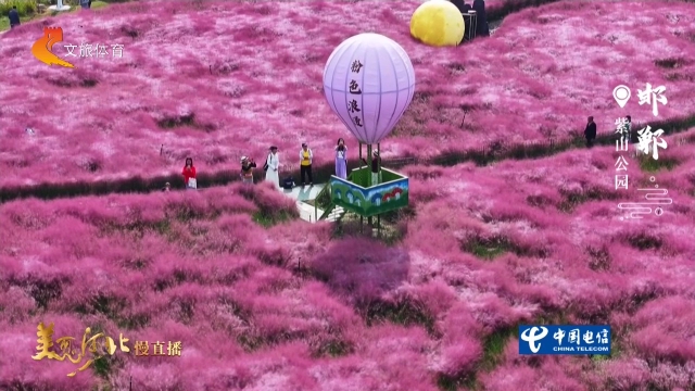 美丽河北慢直播丨秋日限定！紫山公园的粉黛花海，一眼沦陷 正午 2026/10/10