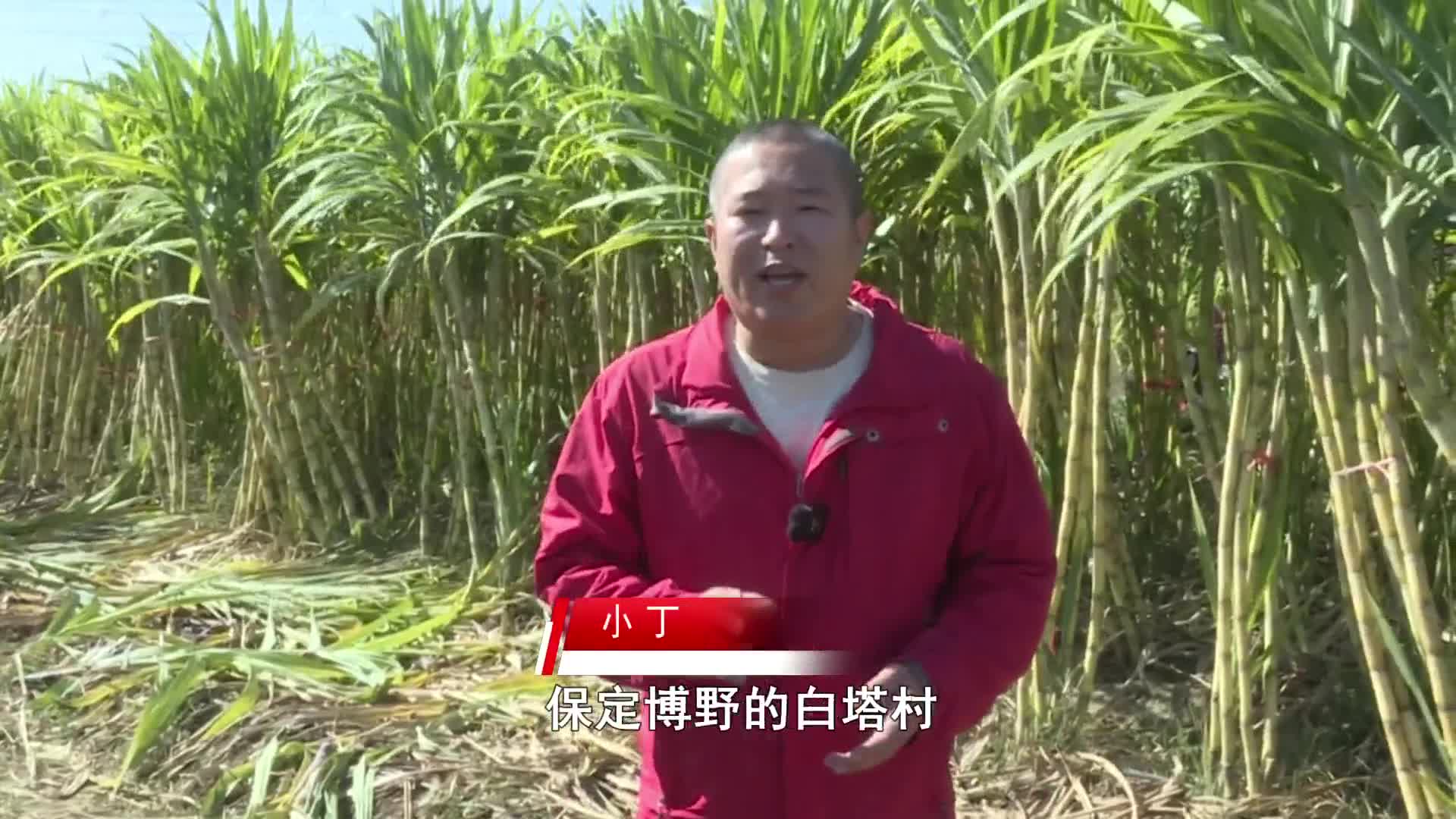 【一键开卖】保定博野：老乡创业遇难题  甘蔗成熟寻销路
