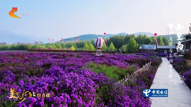 美丽河北慢直播丨秋游左右山谷，邂逅浪漫花海~秦皇岛 清晨 2026/10/14