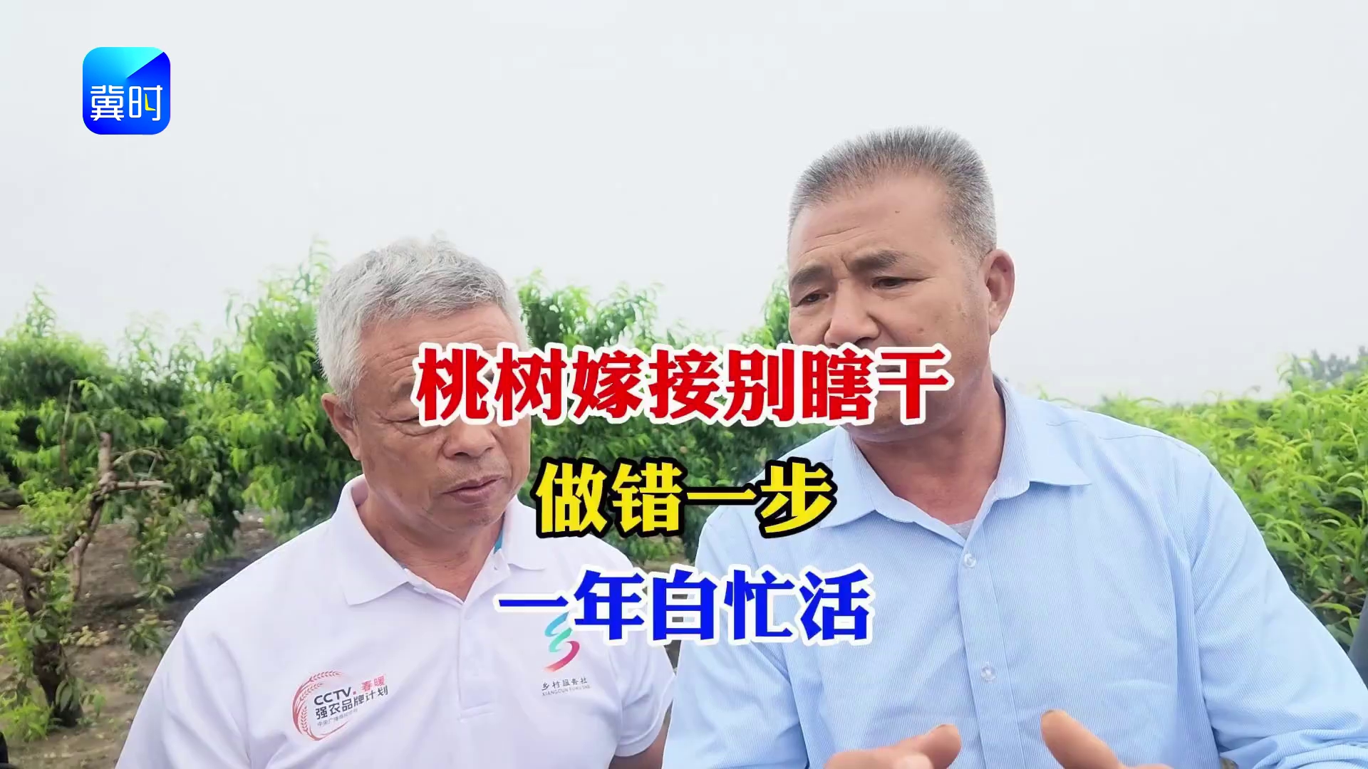 【专家在线】桃树嫁接别瞎干！做错一步，全年白忙活