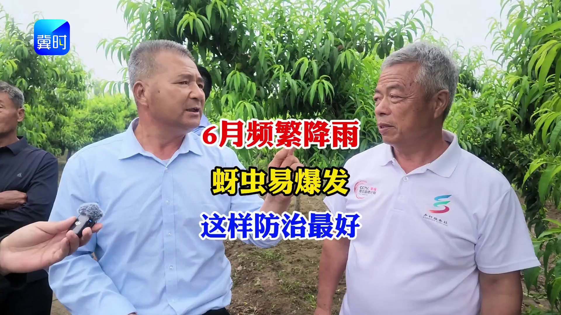 【专家在线】6月频繁降雨！果树蚜虫易爆发，这样防治最好