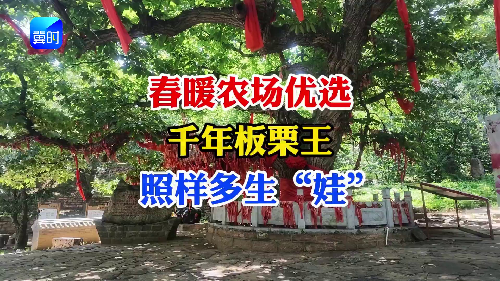 【专家在线】千年板栗王！枝繁叶茂，产量高