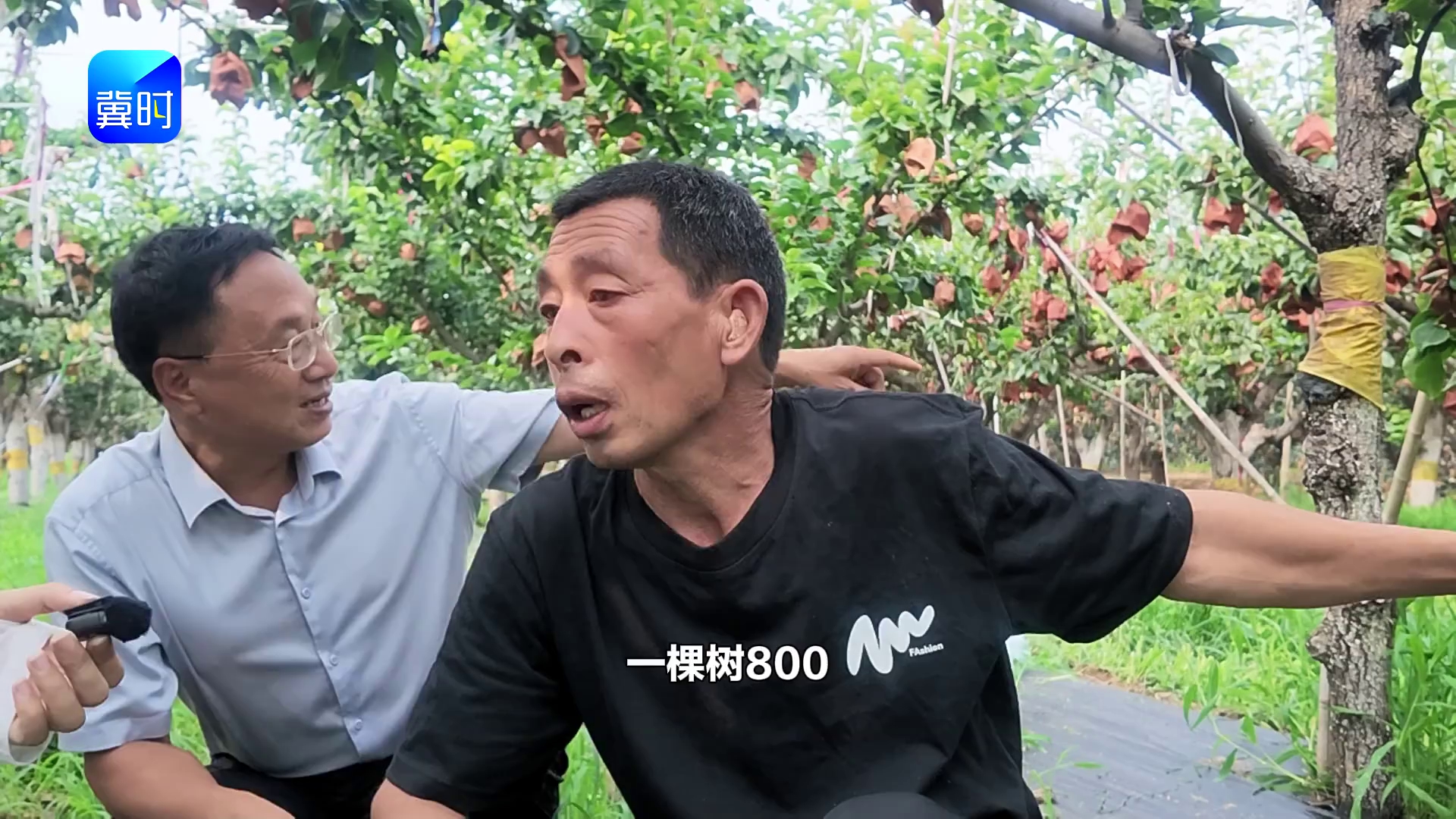 【专家在线】梨树认养模式！不用种地也有梨吃