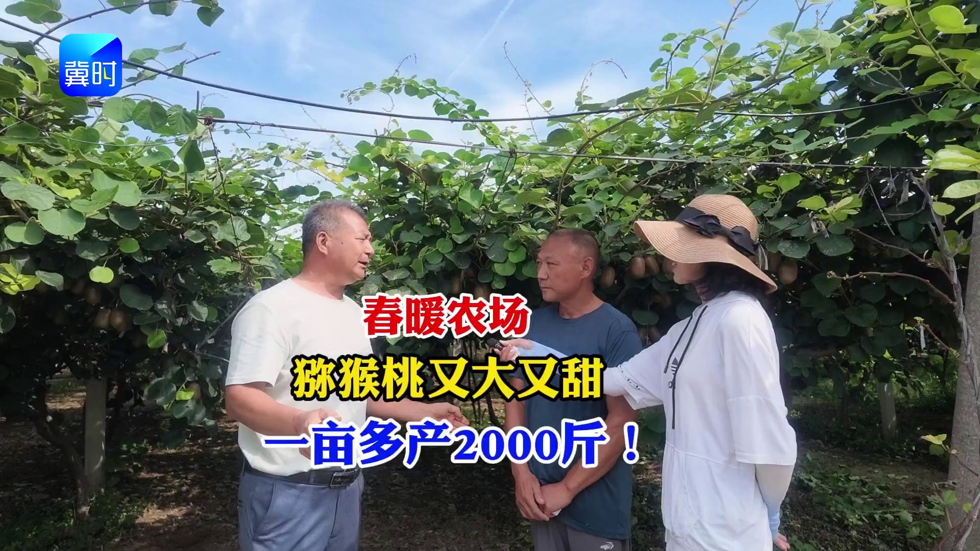 【专家在线】猕猴桃丰收啦！个大味甜，一亩多产2000斤