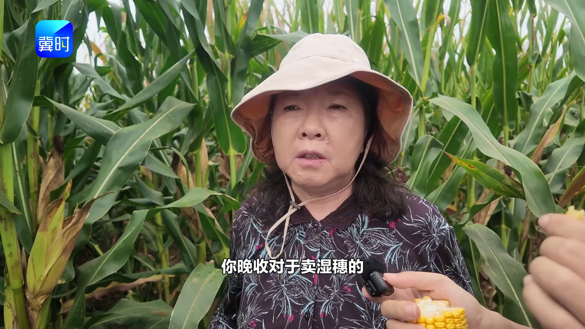【专家在线】玉米卖法不同，收获标准有区别！看看专家怎么说