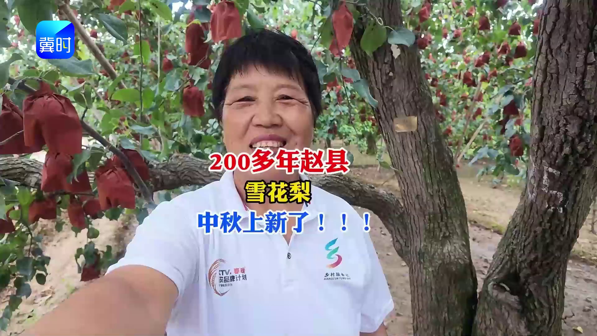 【专家在线】200多年赵县古树雪花梨！中秋上新，一口老梨香