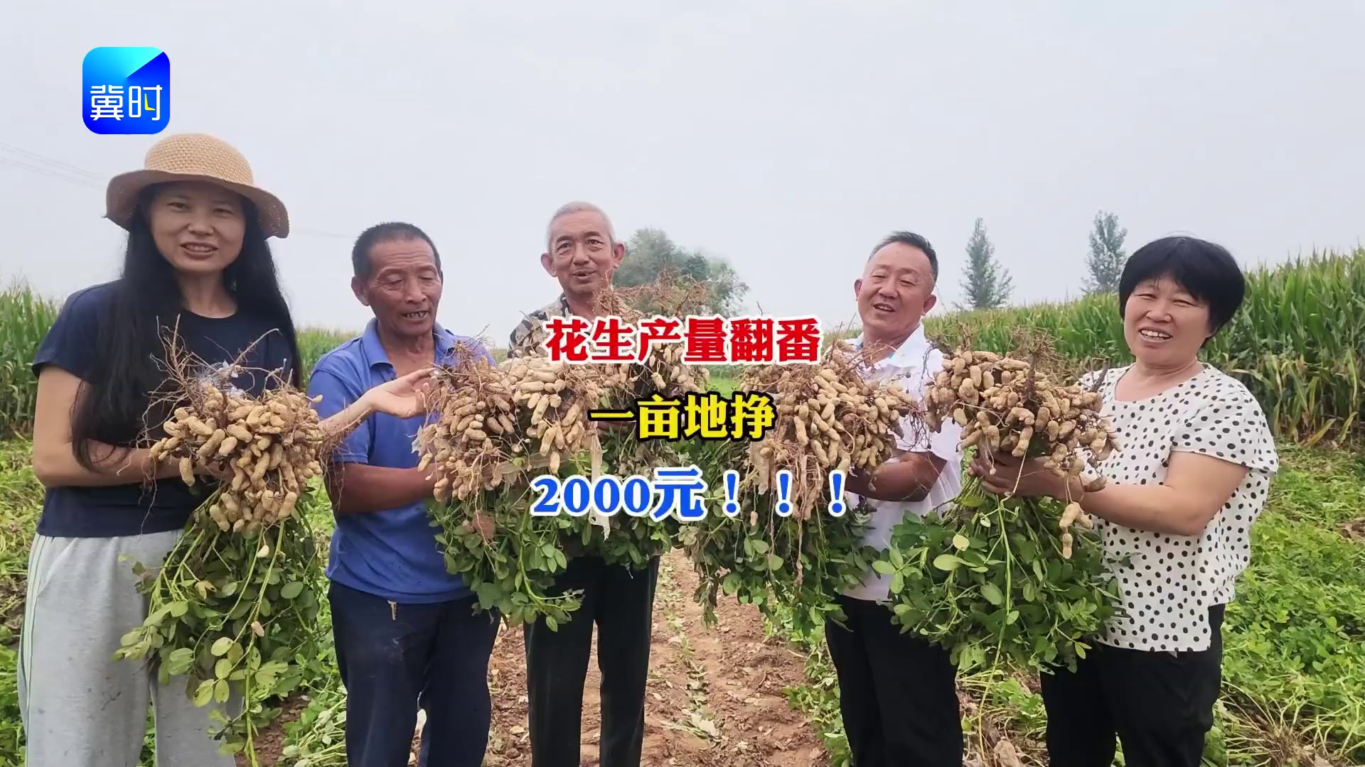 【专家在线】今年我家花生产量翻番！一亩地能挣2000元