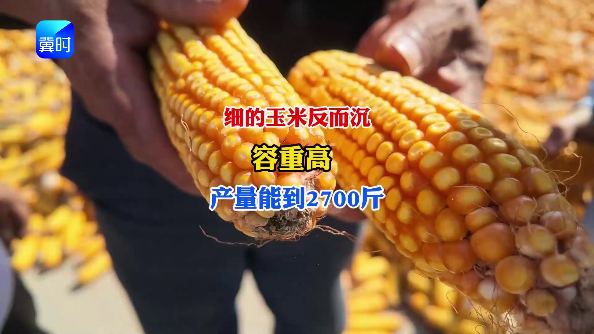 【专家在线】细的玉米反而沉，容重高！产量能到2700斤